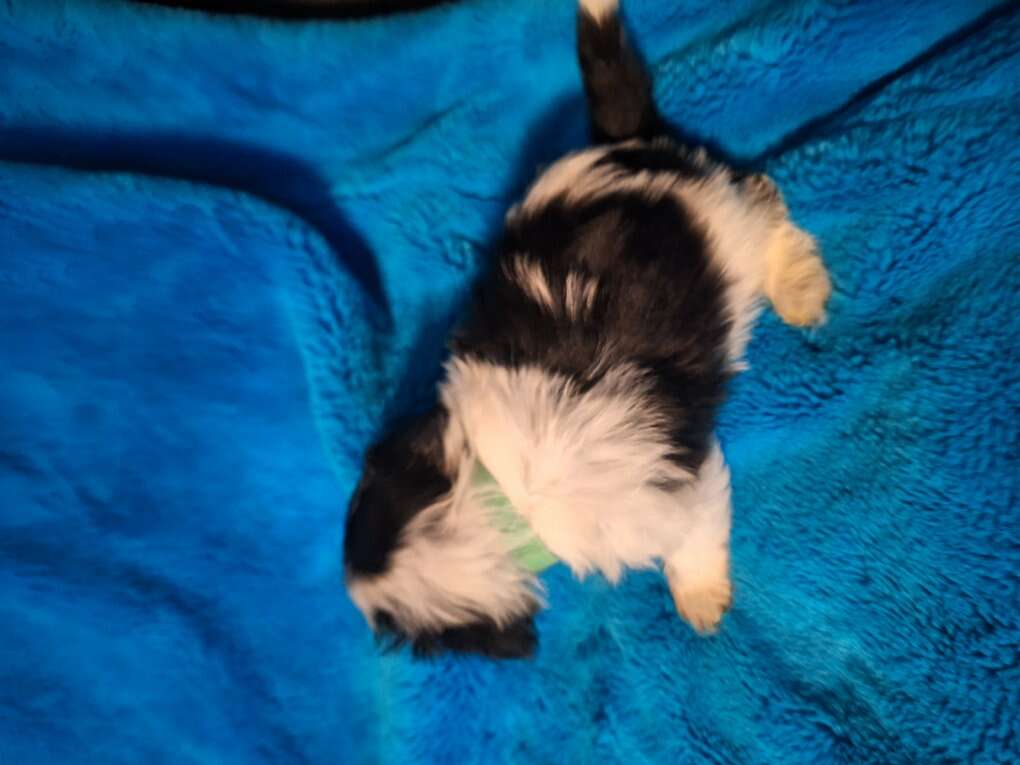 Shorkie puppies Pets