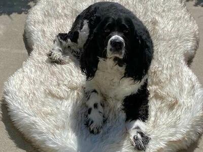 Happy Dog Luxury Faux Fur Orthopedic, Memory Foam Dog Bed with Waterproof and Washable Soft Cover, Bone White (Giant)