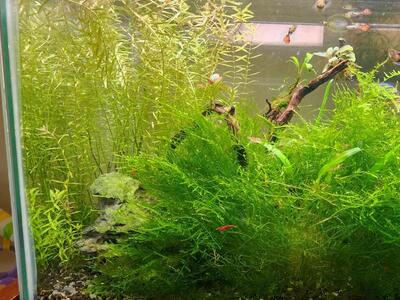 Plant trims and Cherry shrimp