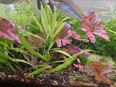Freshwater Live Plants