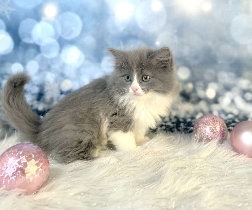 Sweetest Topaz Ragdoll kittens! Fixed, Sho… Pets