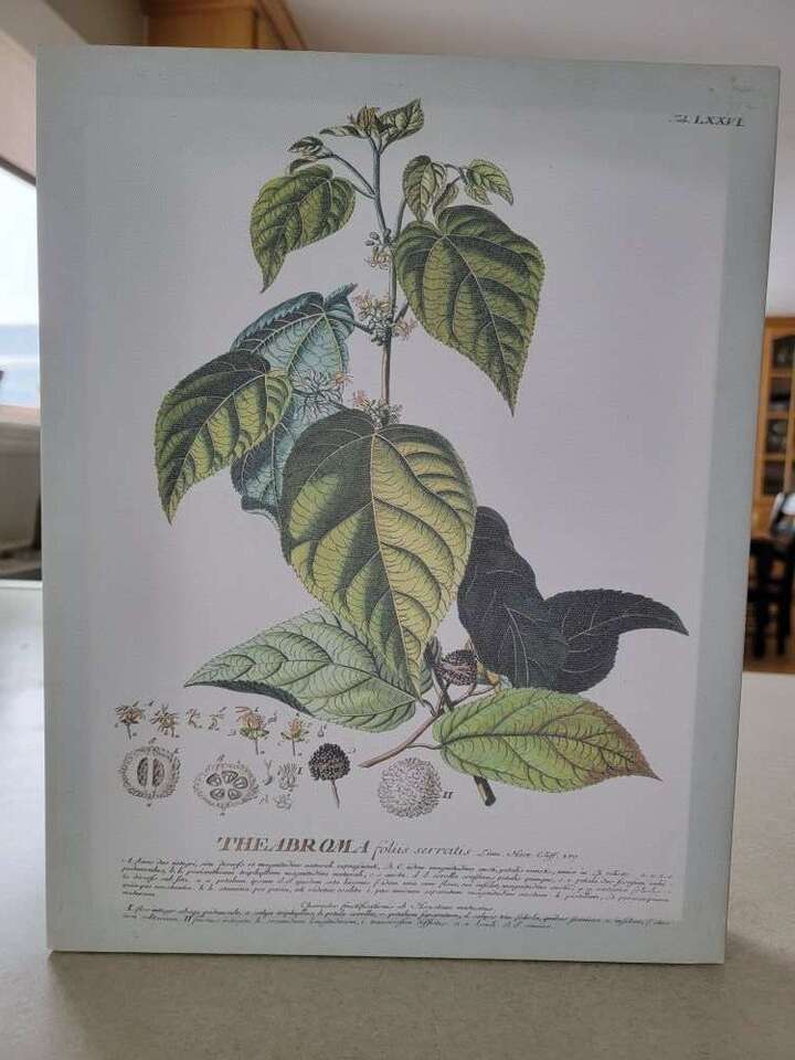 Botanical Canvas Prints