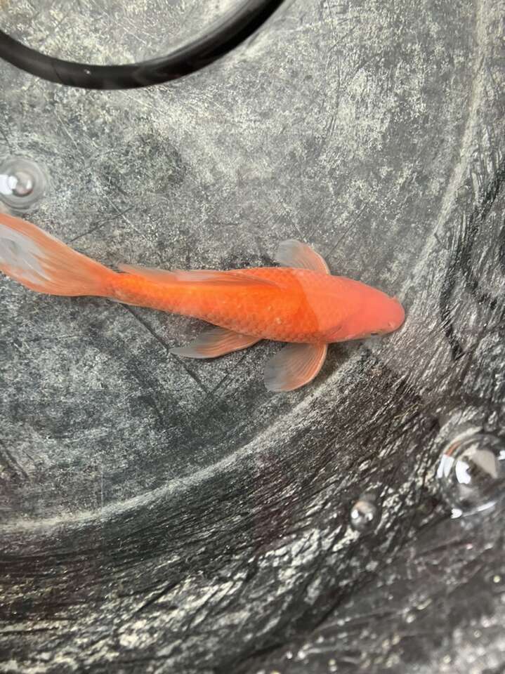 Fancy gold Fish Pets