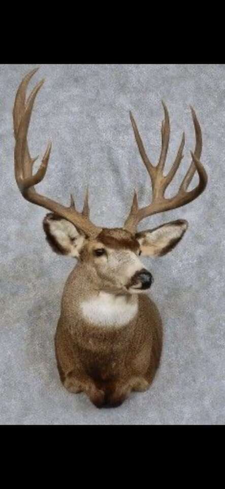 Cash Paid for Deer Antlers and Mounts