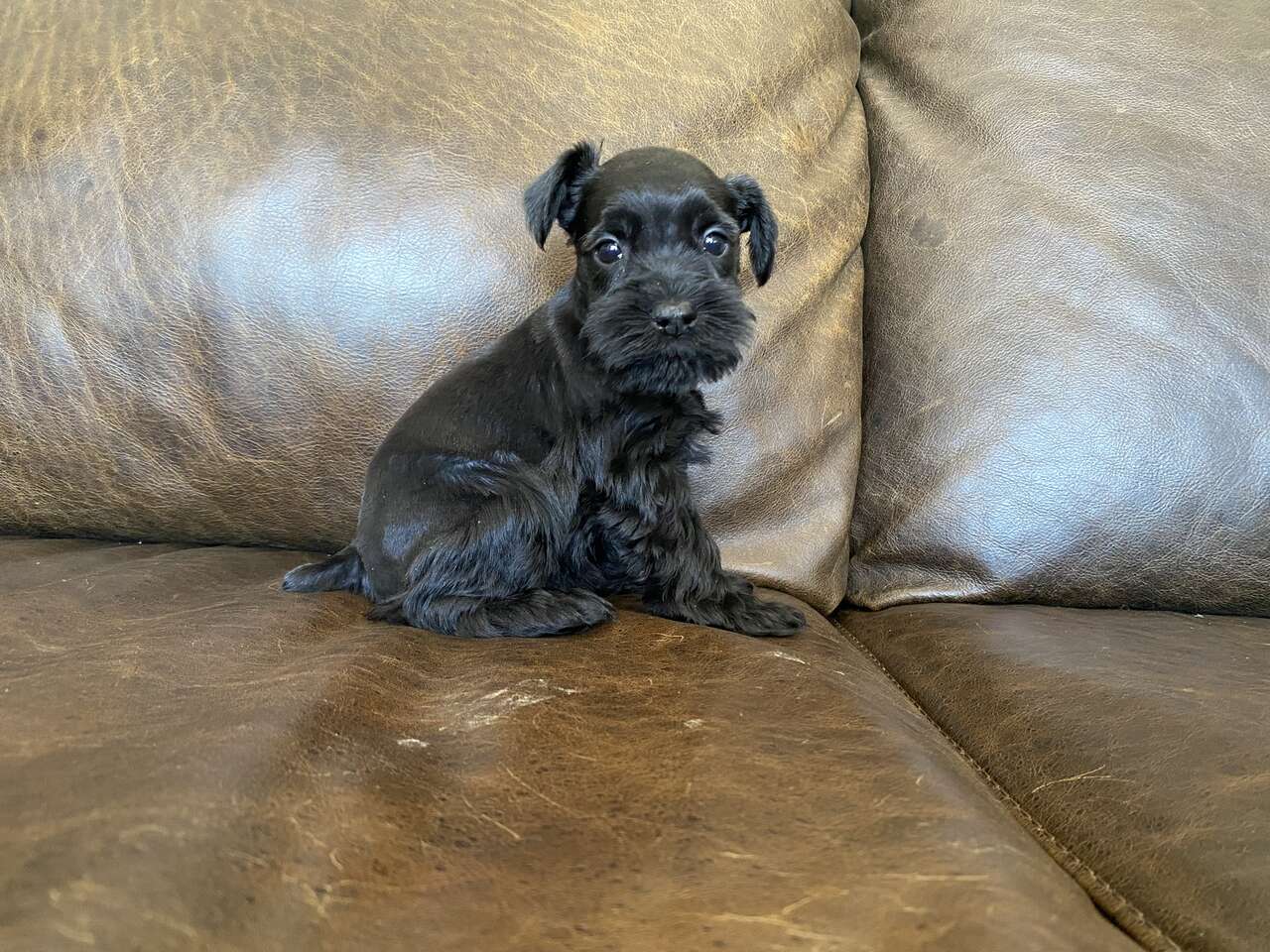 AKC Miniature Schnauzer Puppies Pets