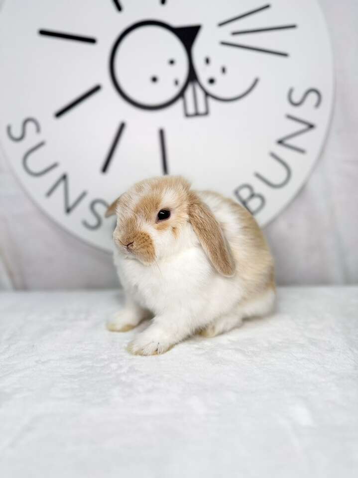 Blue Tri Holland Lop Buck Baby