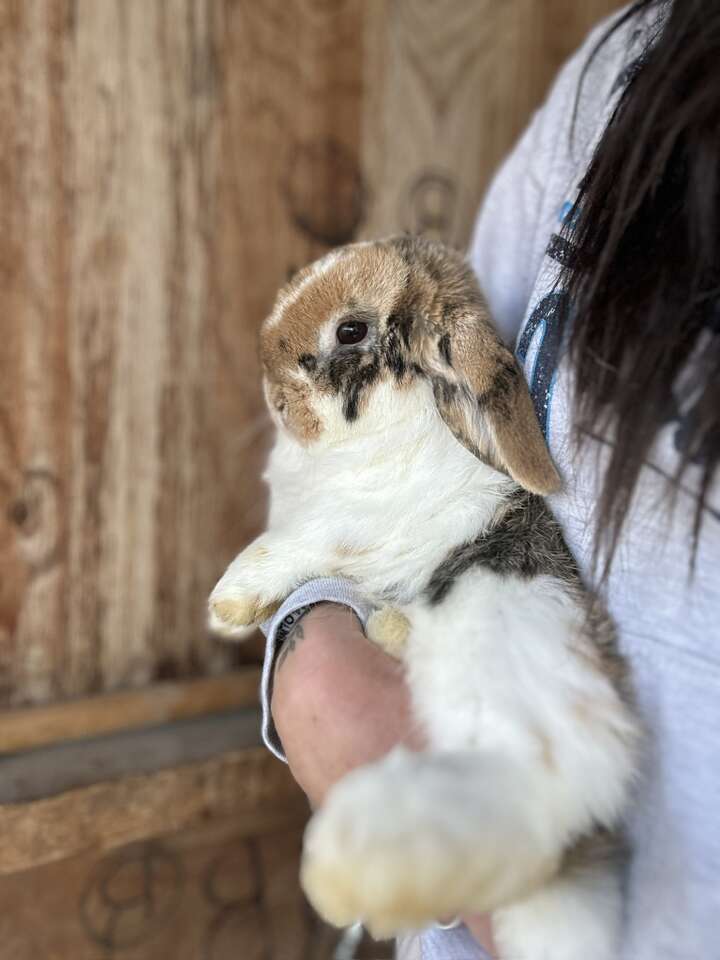 Holland Lop Tri Color Buck