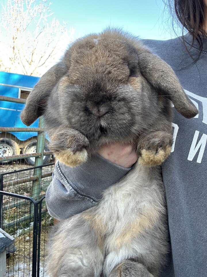 Holland Lop Buck