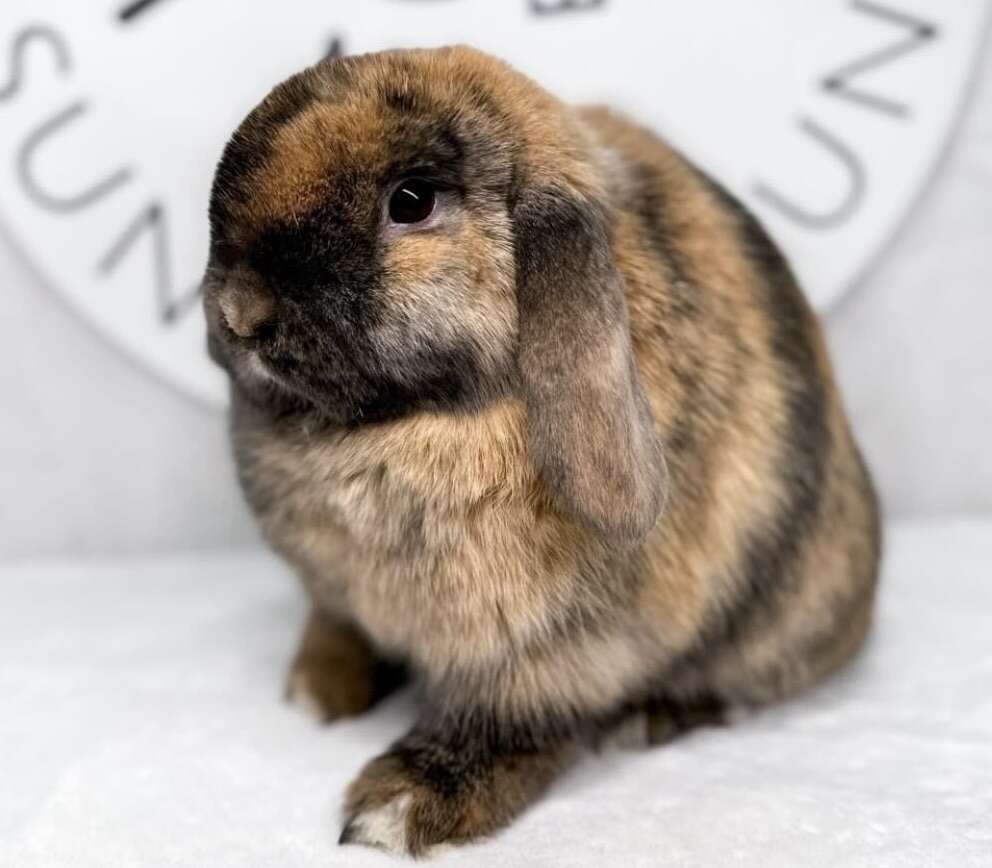 Harlequin Holland Lop Doe