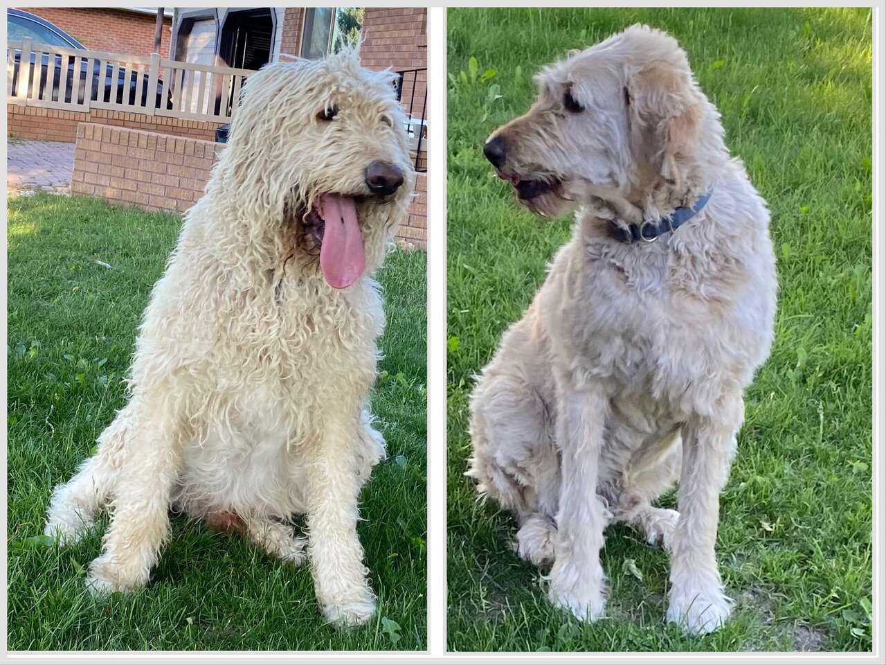 Labradoodle Dogs for Christmas Pets