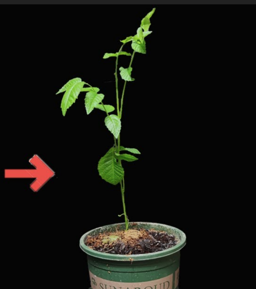 Walnut Trees for sale