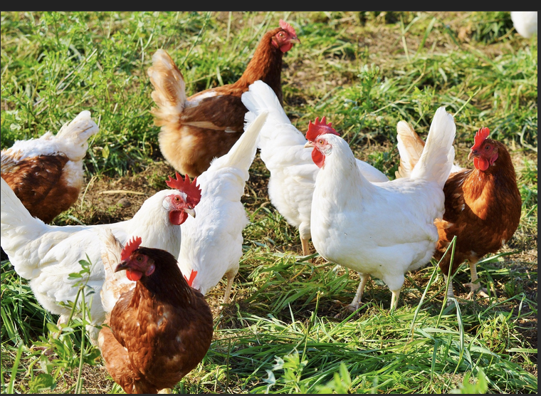 I WILL TAKE YOUR UNWANTED CHICKENS -- OR MUSCOVY DUCKS.