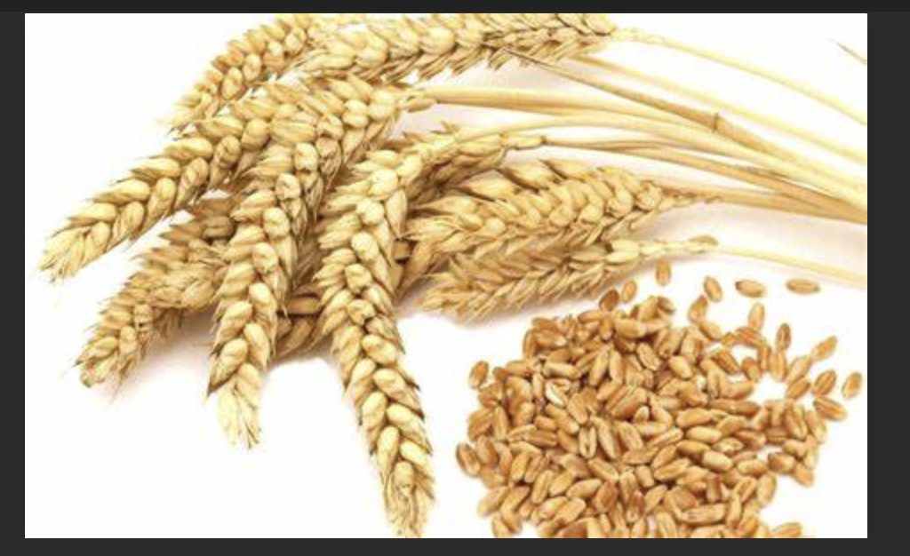 I WILL TAKE YOUR OLD WHEAT AND OLD FOOD STORAGE.