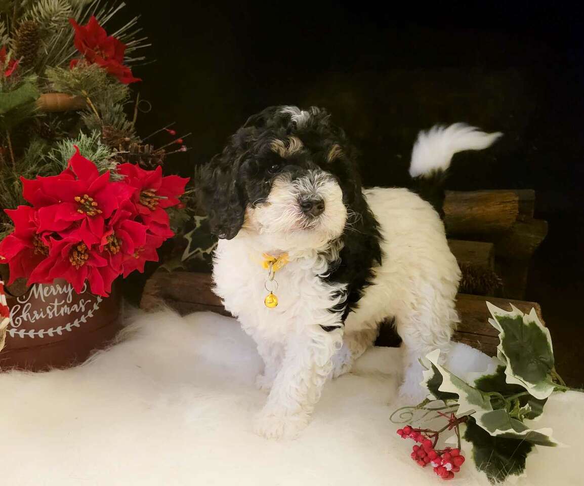 Micro Mini Tri color Bernedoodle Female Po… Pets