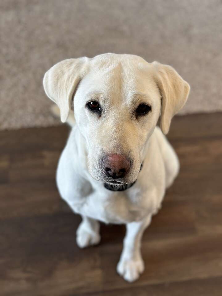 Rehome Sweet Lab (free) Pets