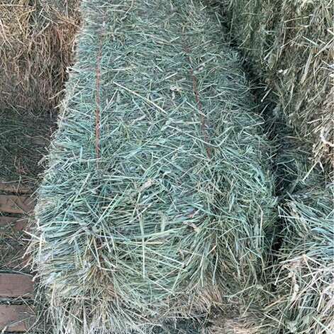 Excellent Grass Hay Livestock