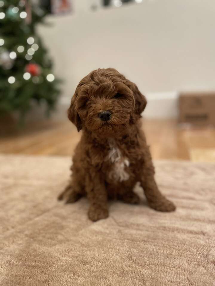 Ksl store mini goldendoodle