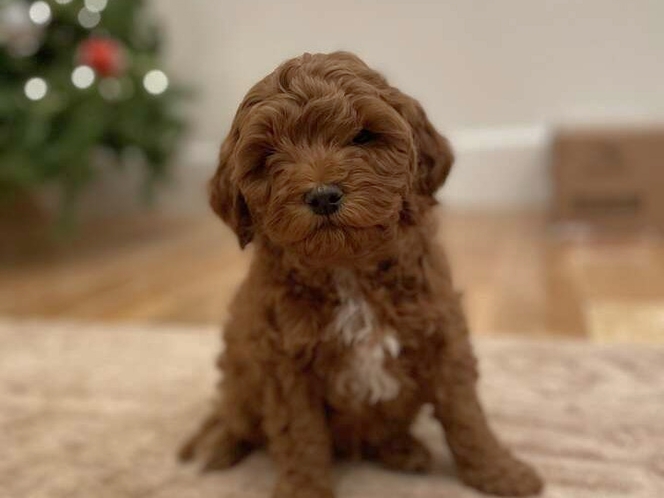 Mini goldendoodle ksl hotsell