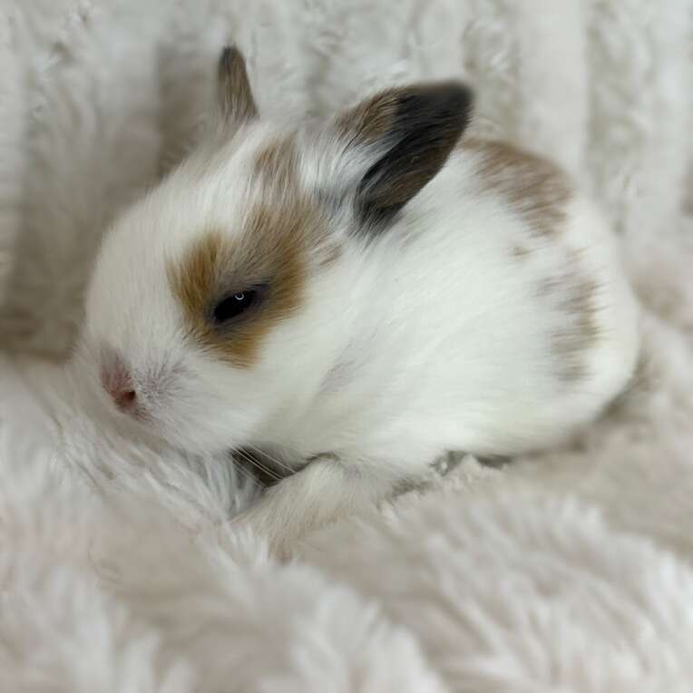 Holland Lop Lion Head Bunnies