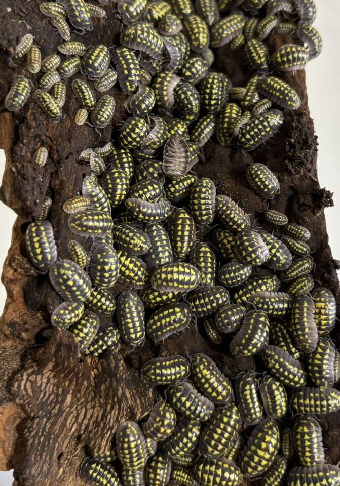 Yellow Spotted Isopods 