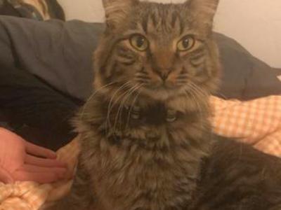 Lost Found Pets In Utah Find Missing Dogs Cats More Ksl Com