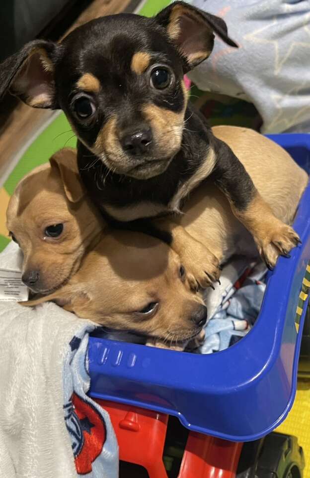 Chihuahua Puppies Pets