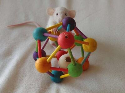 Fancy Rats for Sale (Pets only)