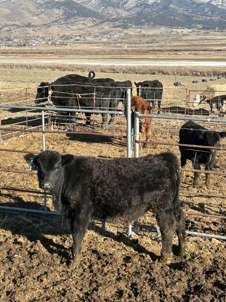 Angus Simmental Calves Livestock