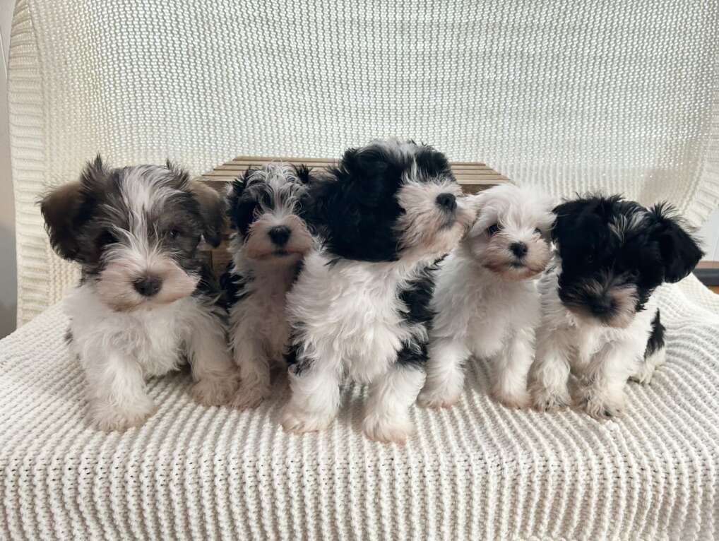 PRICE DROP Mini Schnauzers READY FOR P… Pets