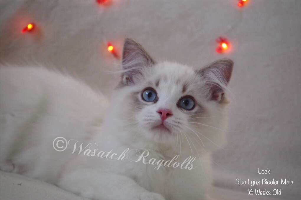 Ragdoll Kitten TICA Quadruple Grand Champi… Pets