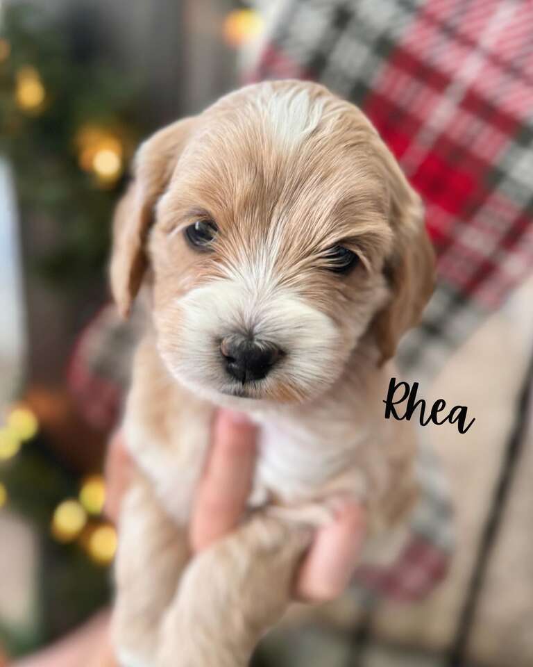 Christmas puppies! Pets