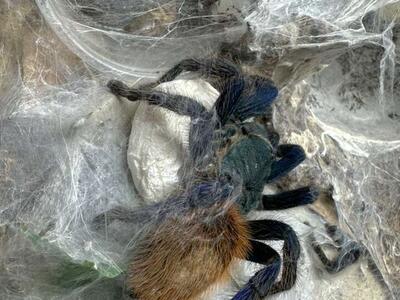 Tarantula Slings