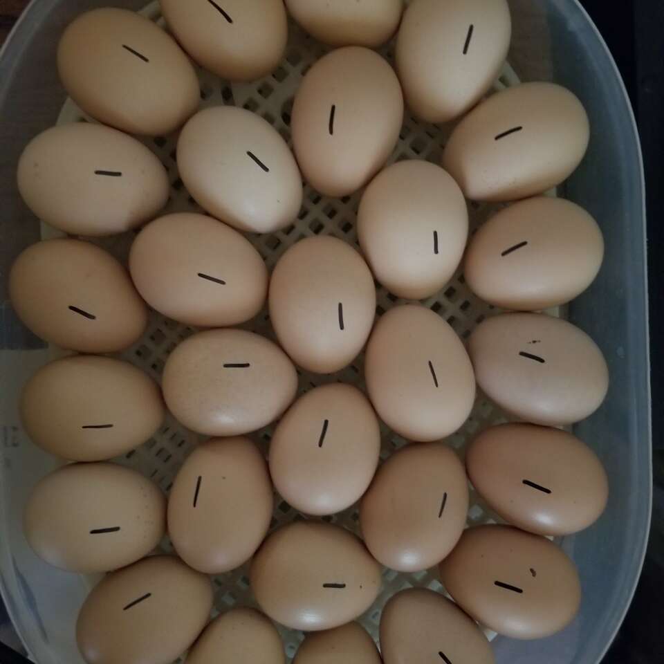 Fertile hatching eggs Livestock