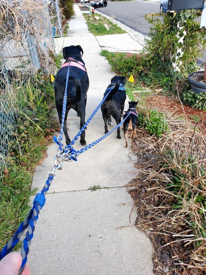 Multi dog leash