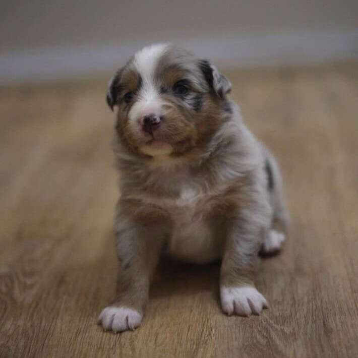 Purebred Standard Australian Shepherd Pupp… Pets