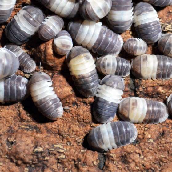 Panda King 10 for 10