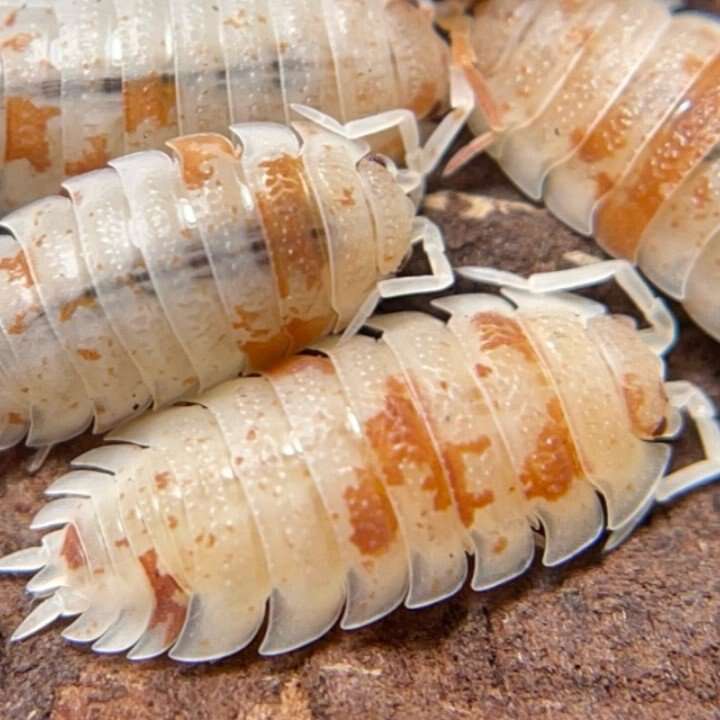 Orange Dalmatian ispods