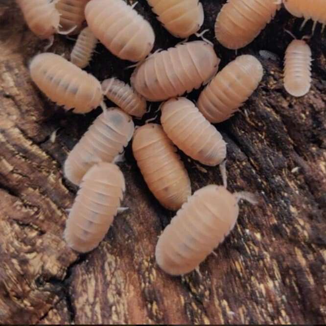 papaya isopods
