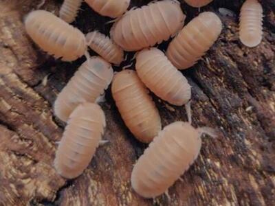 papaya isopods