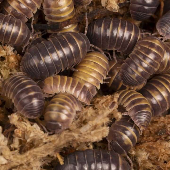 Armadillidium castelldaccia