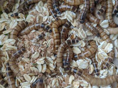 100 Gutloaded Superworms