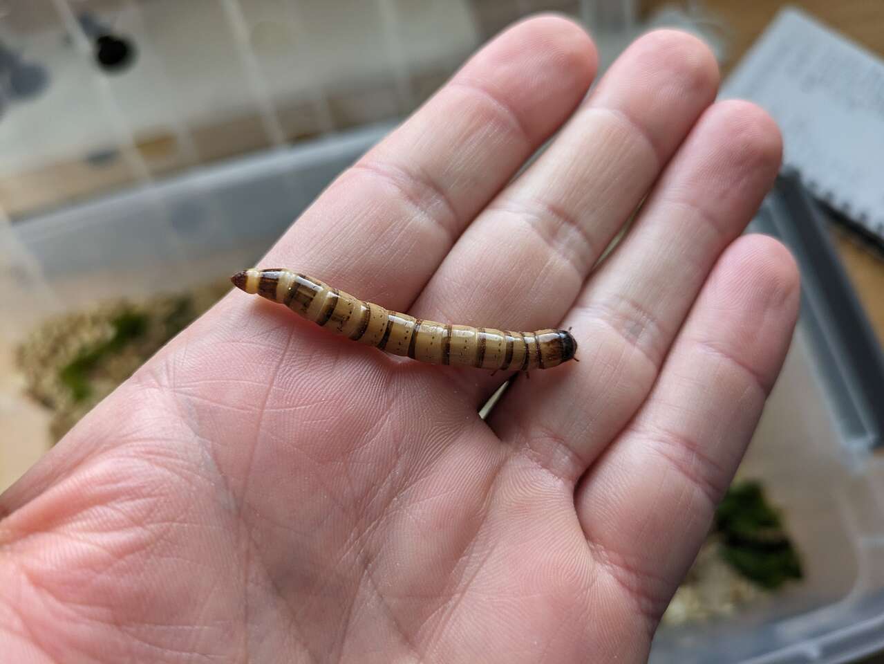 50 Gutloaded Superworms