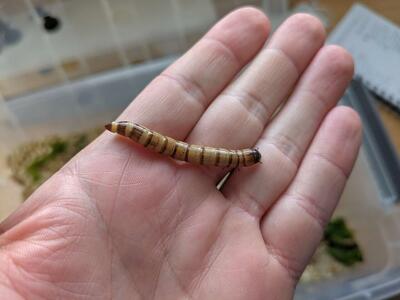 50 Gutloaded Superworms