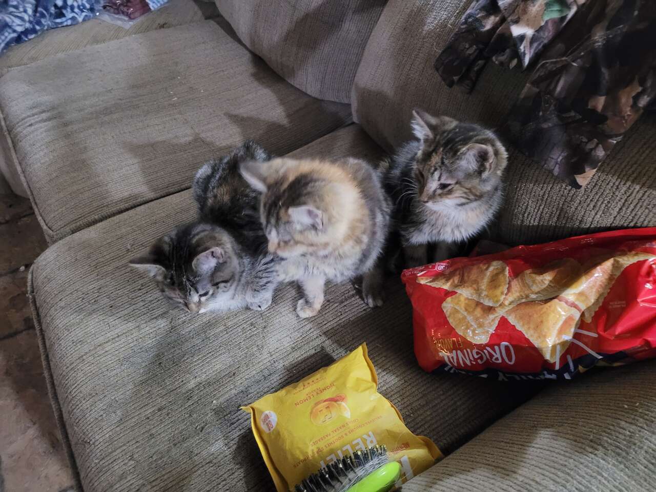 Free half bengal kittens and pure adults a… Pets