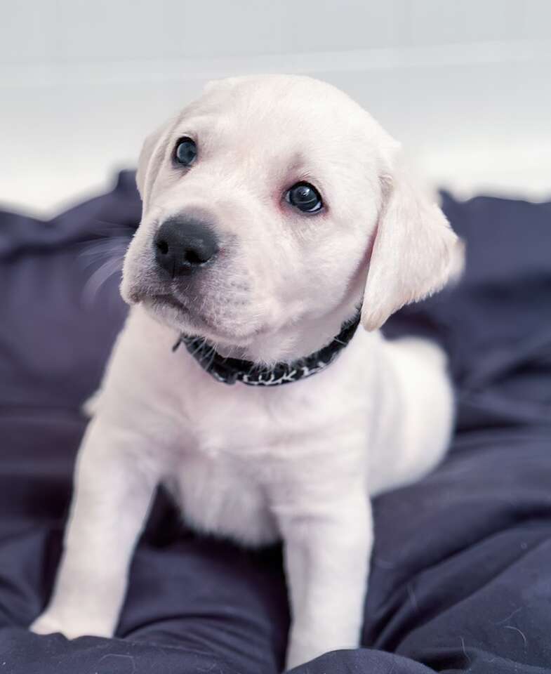 Labrador Lab Labs Puppies White Yellow AKC Pets