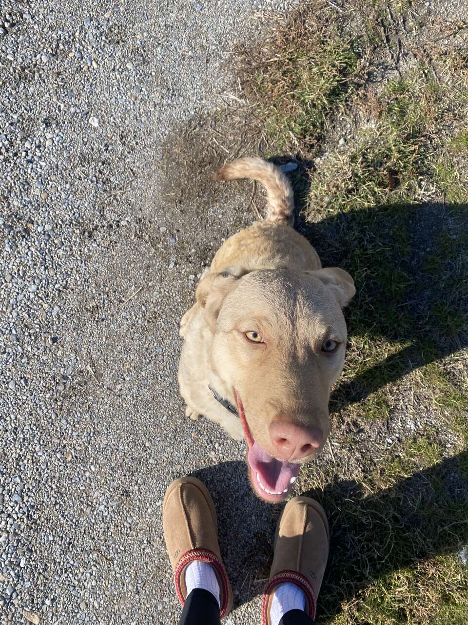 Chesapeake Bay Retriever Pets