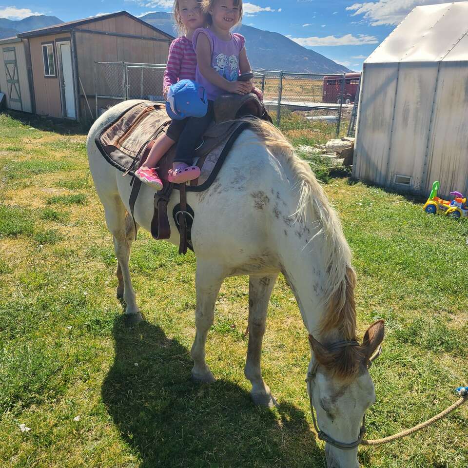 Iso kid mini horse/pony