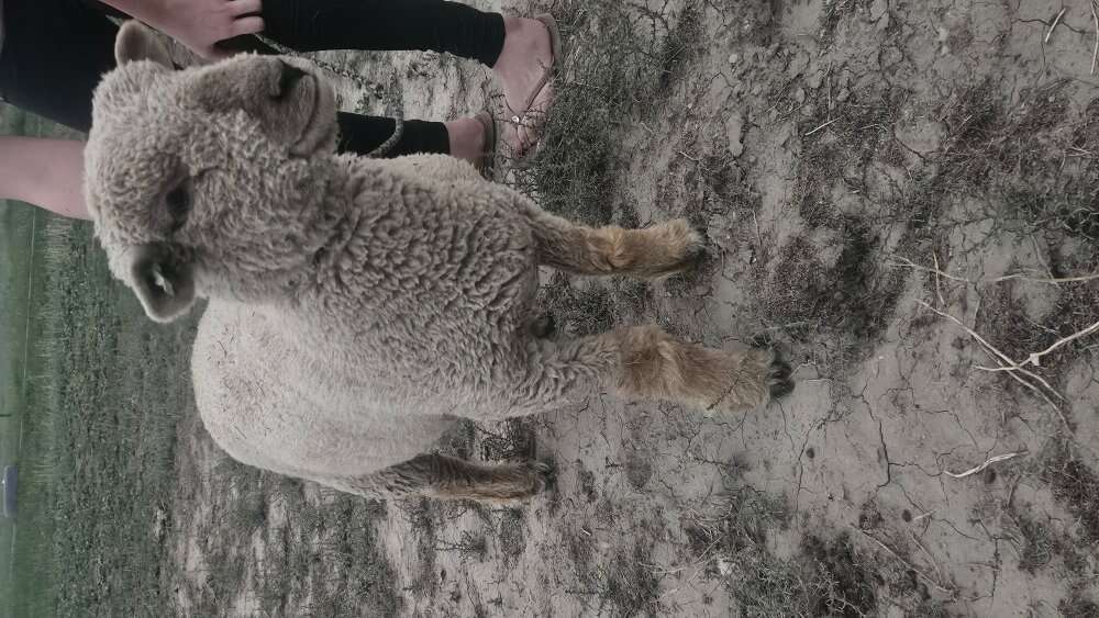 baby doll sheep (for stud only)