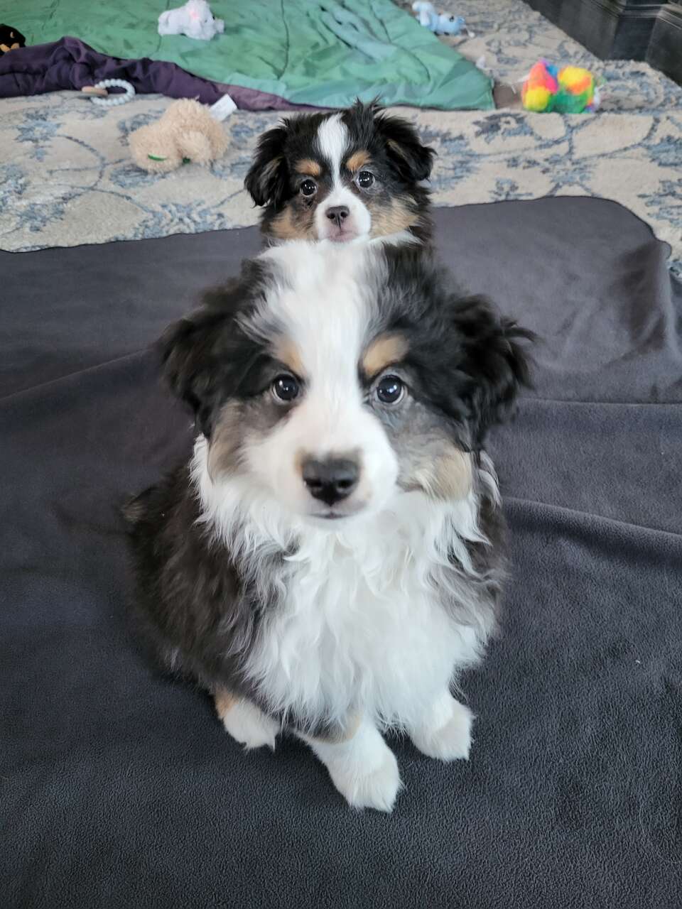 Toy / Miniature Australian Shepherd Puppies Pets