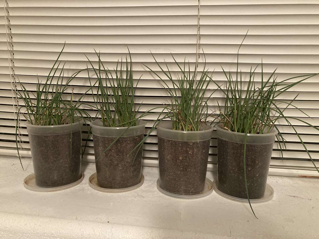 Free Baby Red Yucca Plants FREE